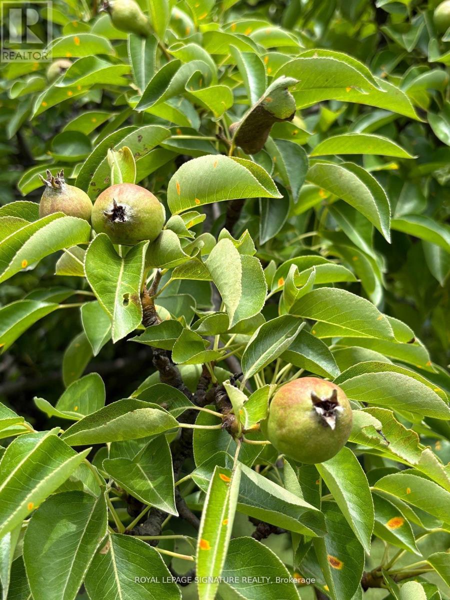 4097 Hickory Drive, Mississauga, Ontario  L4W 1L1 - Photo 5 - W12829116