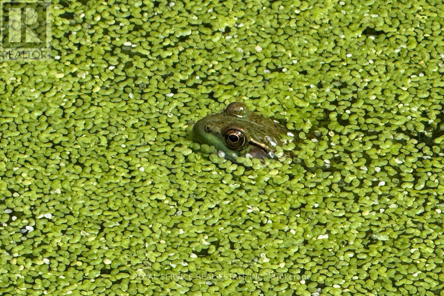 9144 Dale Road, Cobourg, Ontario  K9A 4J9 - Photo 41 - X12832444