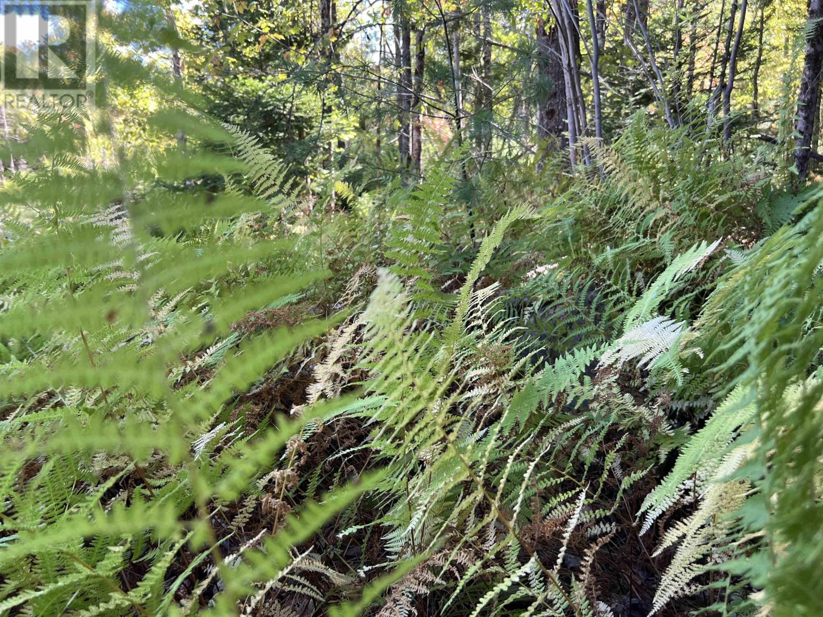 Lot 5 Conquerall Rd, Conquerall Bank, Nova Scotia  B4V 2W3 - Photo 6 - 202603553