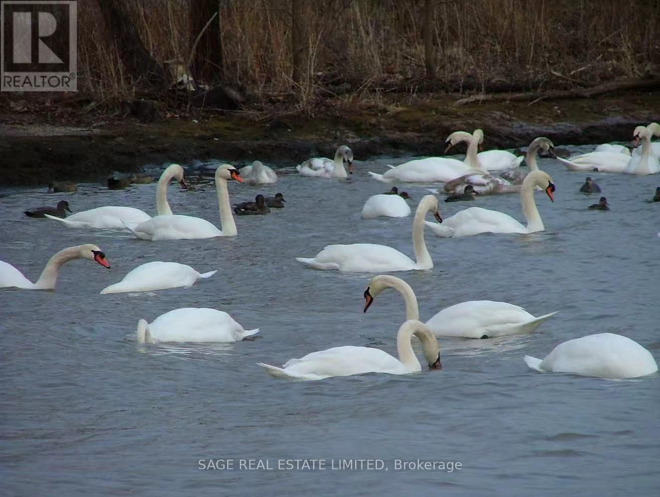 3036 Swansea Drive, Oakville, Ontario  L6L 6H9 - Photo 36 - W12818046