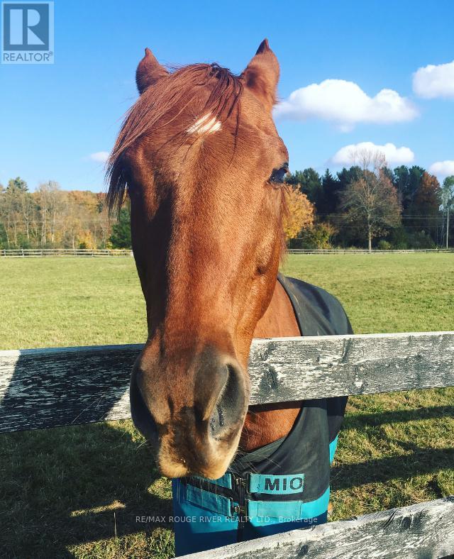 436 Eddystone Road, Alnwick/haldimand, Ontario  K0K 2G0 - Photo 44 - X12834680