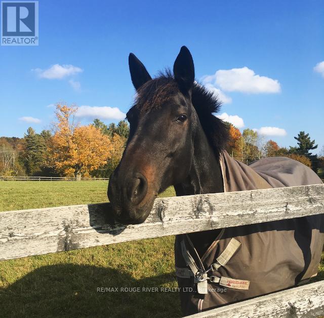 436 Eddystone Road, Alnwick/haldimand, Ontario  K0K 2G0 - Photo 45 - X12834680