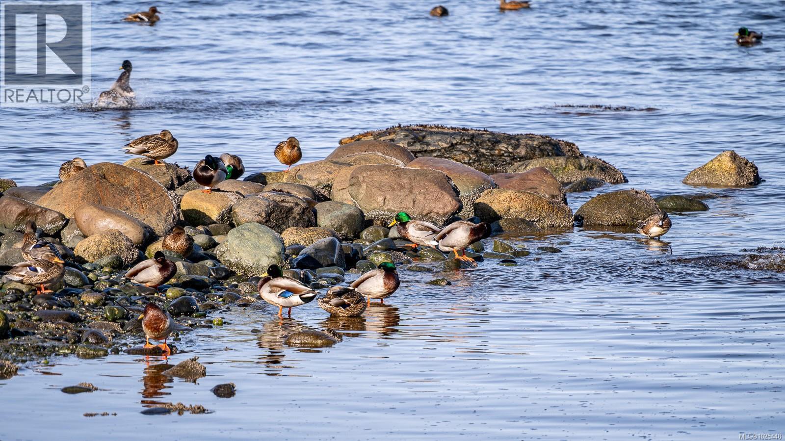 1426 Wilkinson Rd, Comox, British Columbia  V9M 4B3 - Photo 5 - 1025448