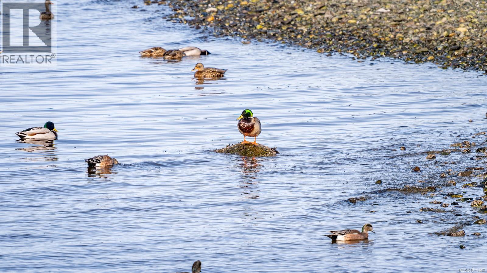 1426 Wilkinson Rd, Comox, British Columbia  V9M 4B3 - Photo 54 - 1025448