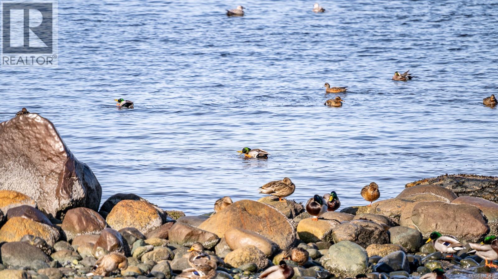 1426 Wilkinson Rd, Comox, British Columbia  V9M 4B3 - Photo 52 - 1025448