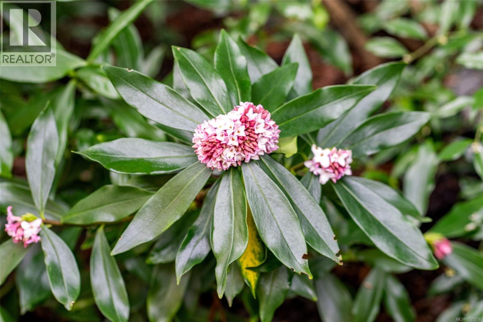 7 2585 Sinclair Rd Ne, Saanich, British Columbia  V8N 1C1 - Photo 17 - 1025258