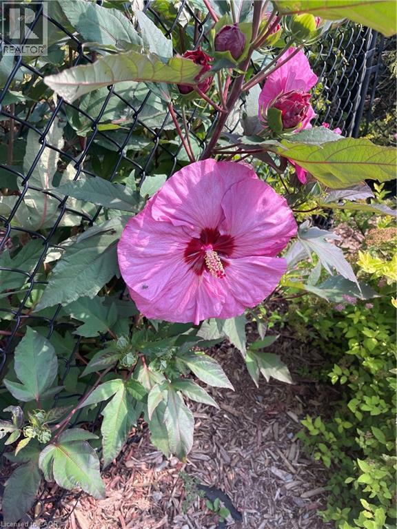 2952 Powerline Road W, Ancaster, Ontario  L0R 1T0 - Photo 40 - 40808116