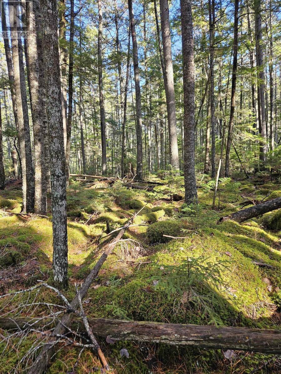 Lot 15 Bridge Road, Forties, Nova Scotia  B0J 2M0 - Photo 6 - 202527641
