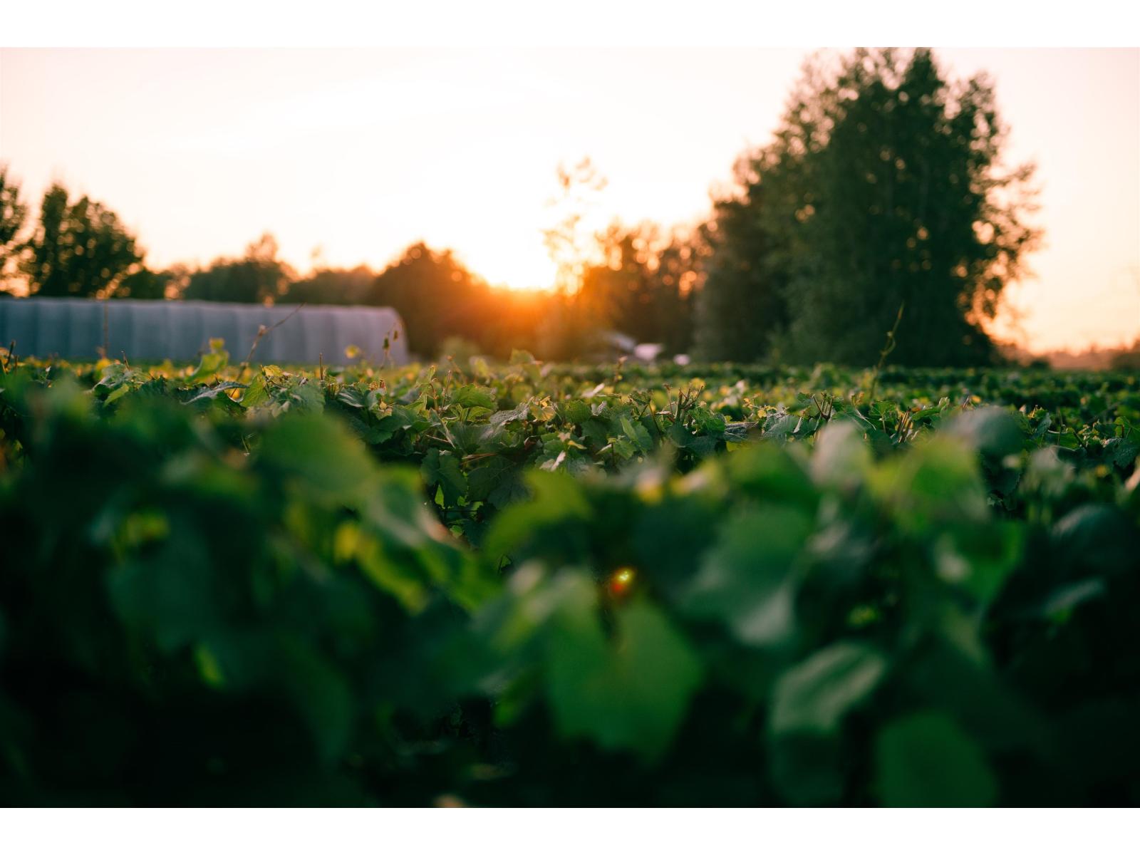 3033 232 Street, Langley, British Columbia  V2Z 3A8 - Photo 3 - C8076651
