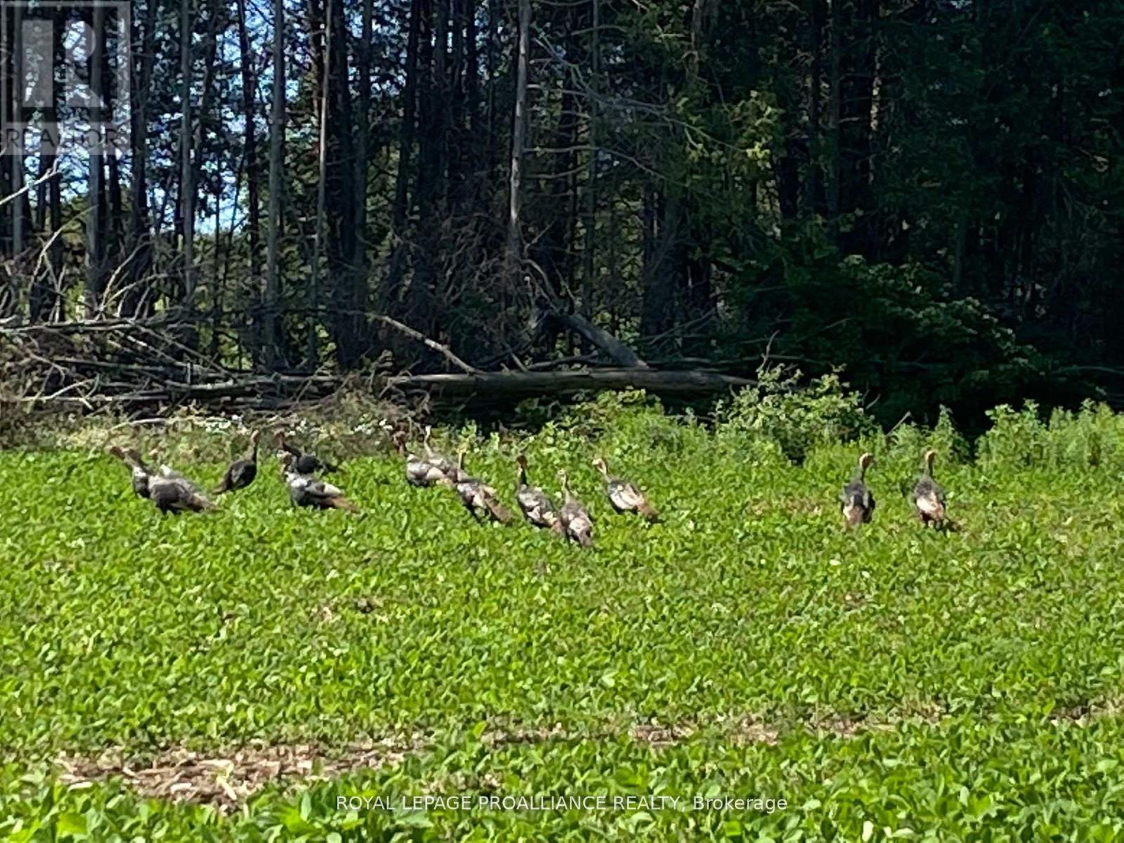 Pt Lt 3 County Rd 45, Hamilton Township, Ontario  K0K 1C0 - Photo 30 - X12842918