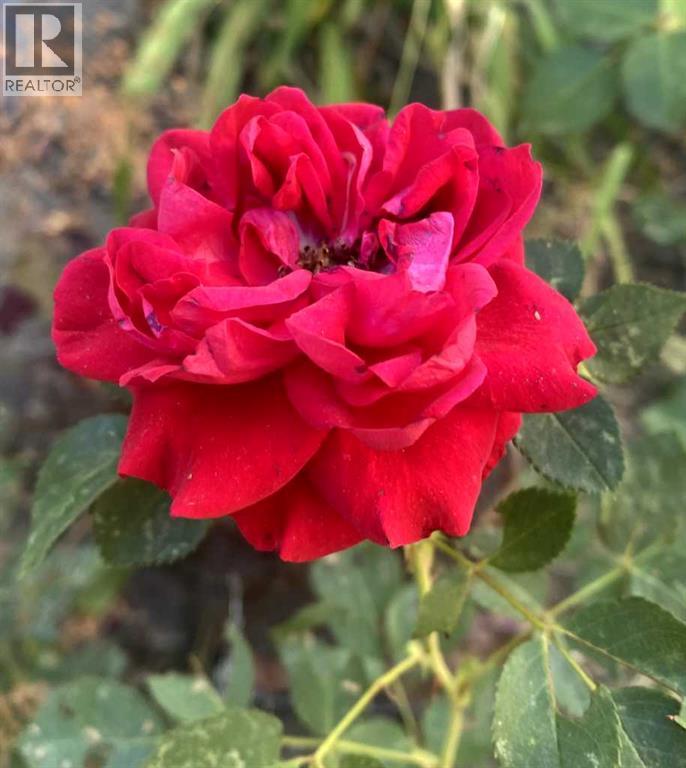 213 Mt Blakiston Road W, Lethbridge, Alberta  T1K 6M3 - Photo 39 - A2286446