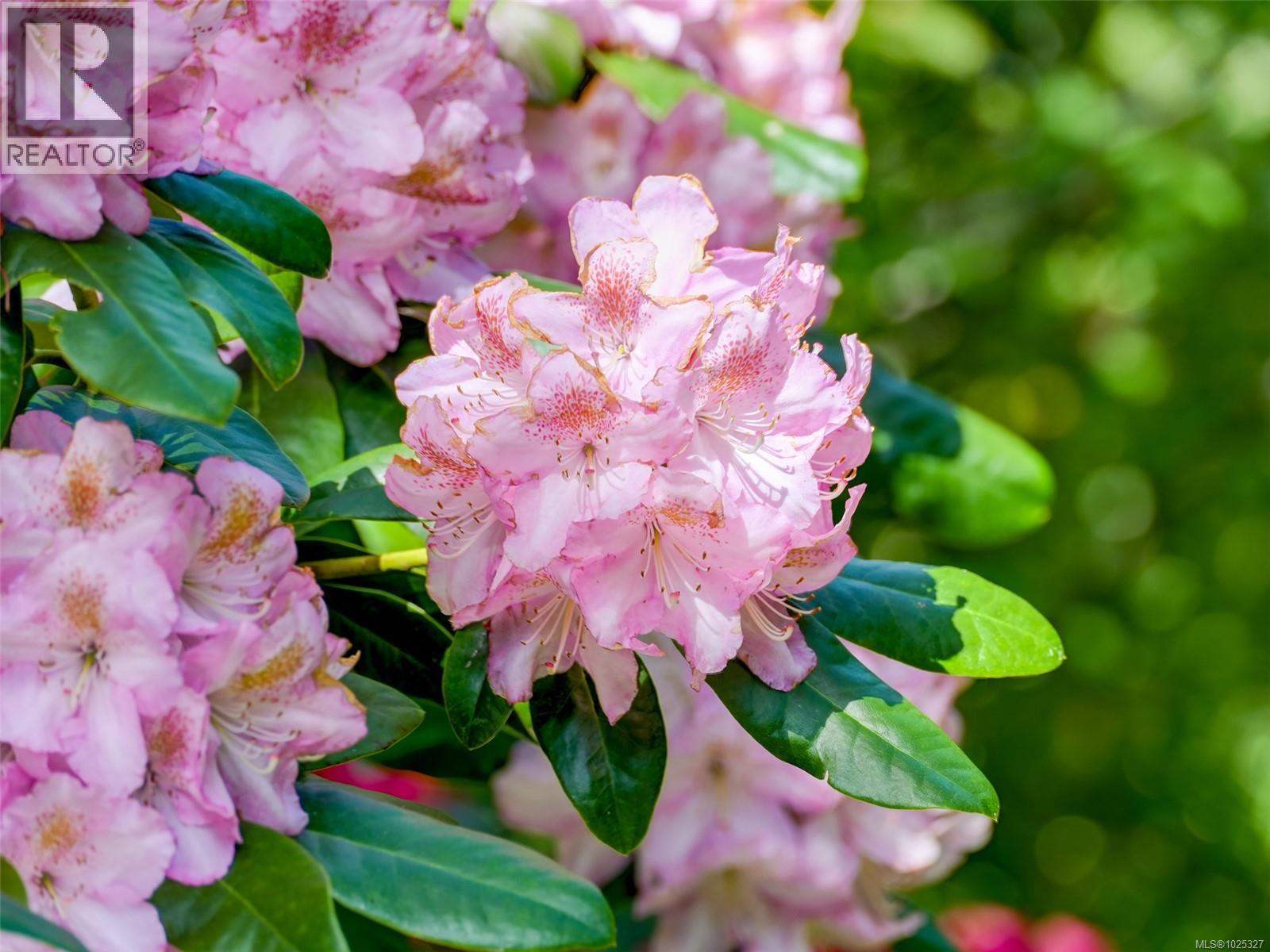 2550 Queenswood Dr, Saanich, British Columbia  V8N 1X5 - Photo 19 - 1025327