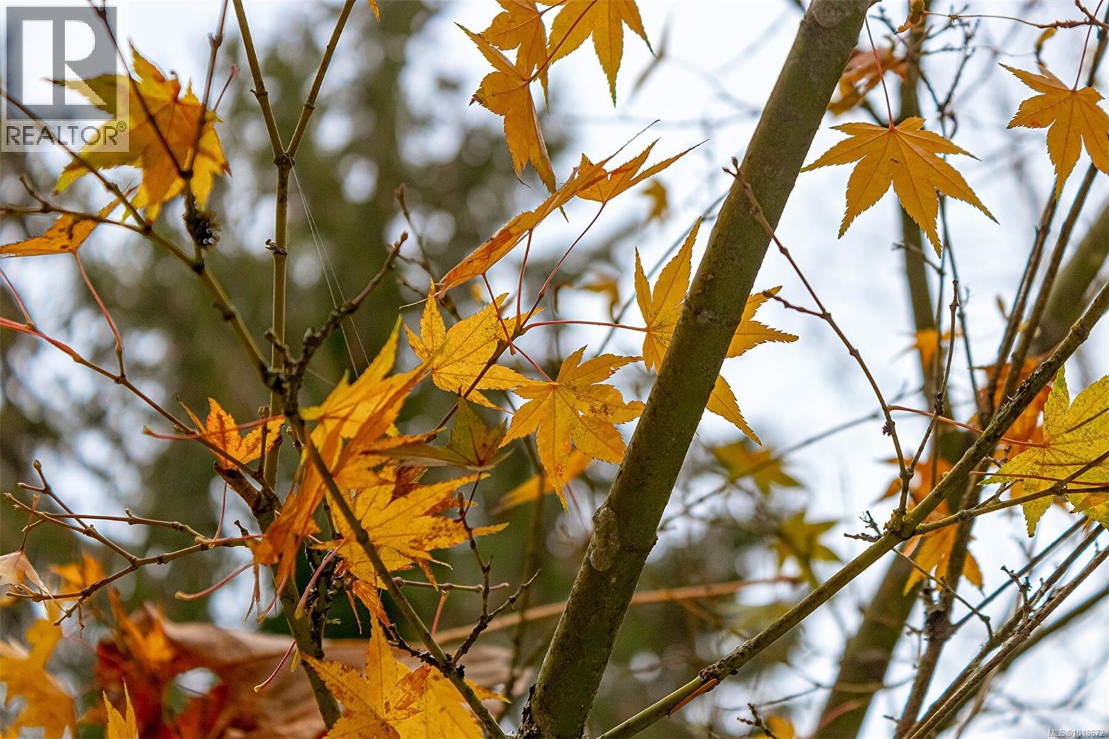 350 Dogwood Dr, Ladysmith, British Columbia  V9G 1A8 - Photo 75 - 1018672