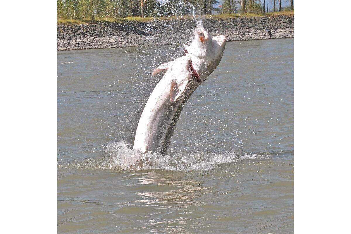 Lot 3 Harrison River, Mt Woodside, Harrison Hot Springs, British Columbia  V0M 1K0 - Photo 33 - R2981797