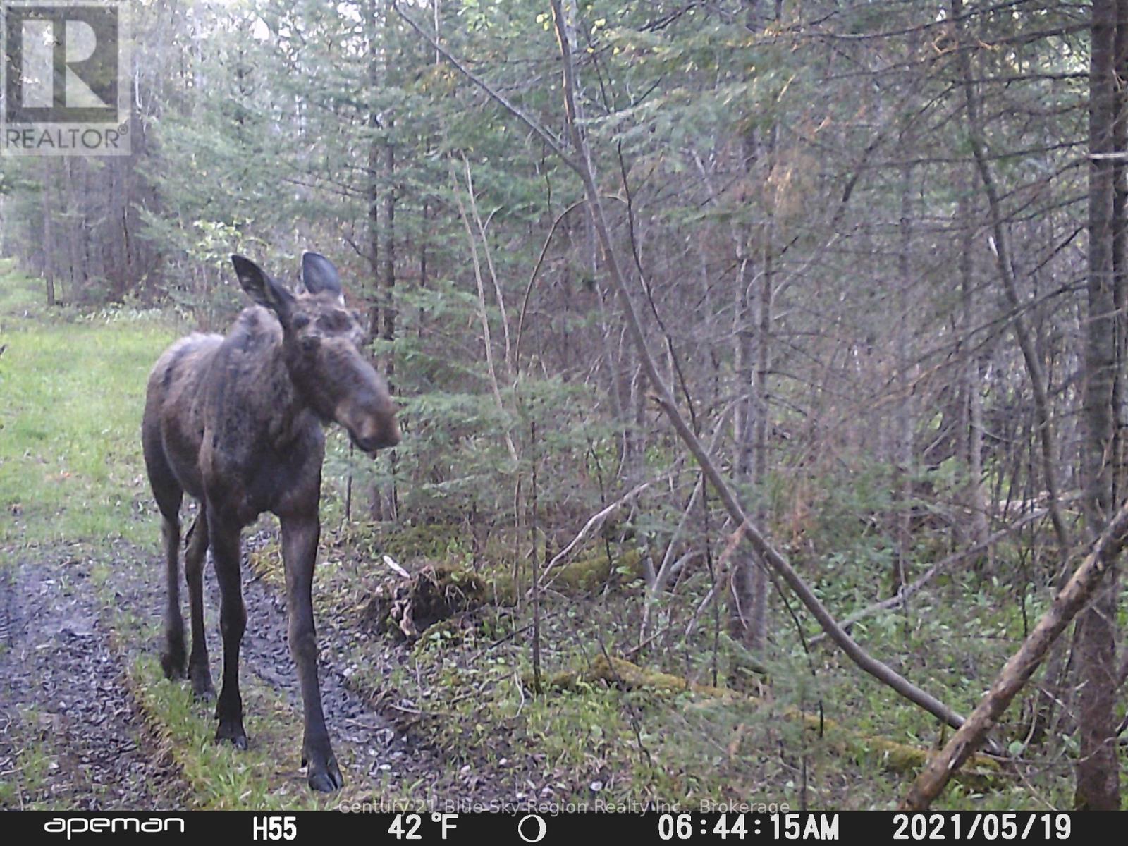 320 Crystal Falls Road, West Nipissing, Ontario  P0H 1L0 - Photo 34 - X12847798