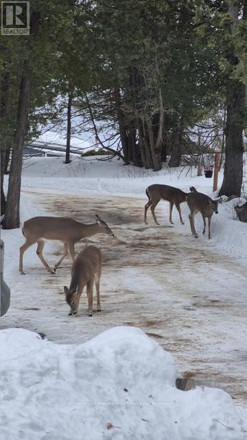 12 Cherry Lane, East Ferris, Ontario  P0H 1K0 - Photo 48 - X12849474