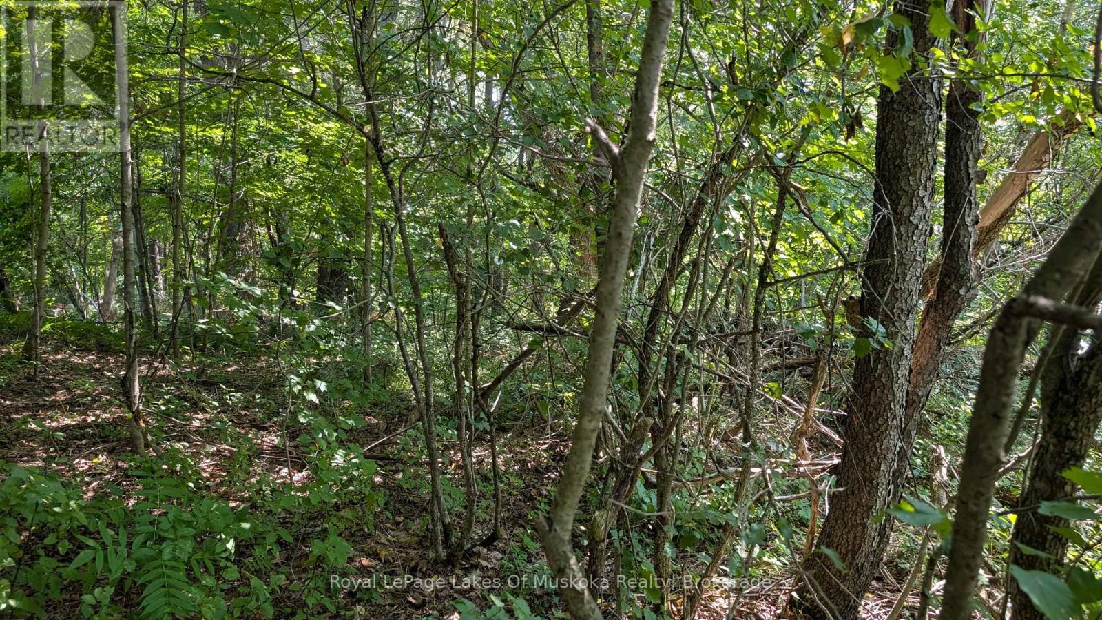 206 Vel-Dor Crescent, Bracebridge, Ontario  P1L 1J4 - Photo 3 - X12852426