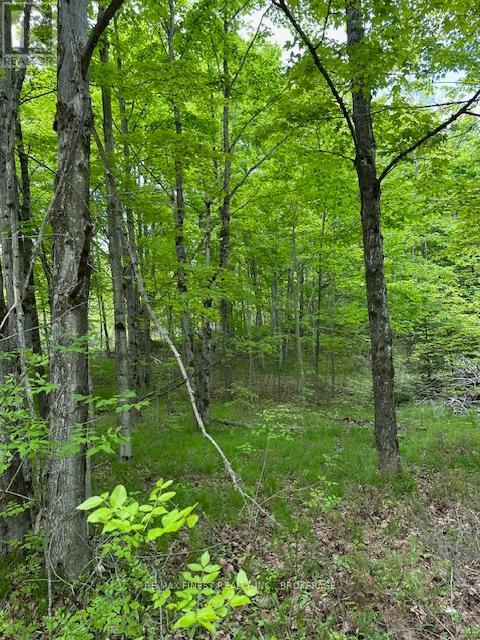 17146 Road 509, Frontenac (Frontenac Centre), Ontario  K0H 2P0 - Photo 4 - X12853366