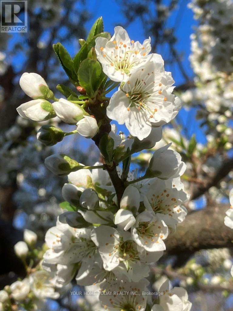 20 Elgin Street, Halton Hills (Georgetown), Ontario  L7G 3M3 - Photo 45 - W12805924