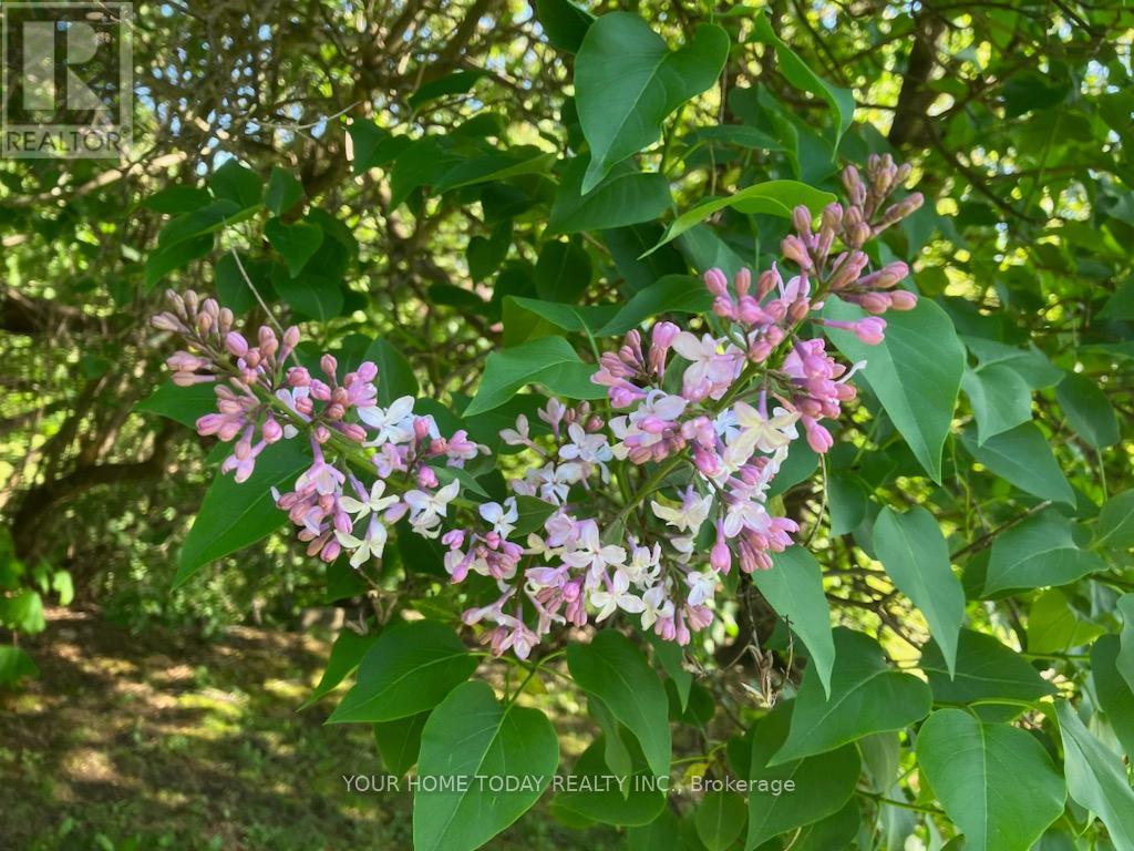 20 Elgin Street, Halton Hills (Georgetown), Ontario  L7G 3M3 - Photo 44 - W12805924