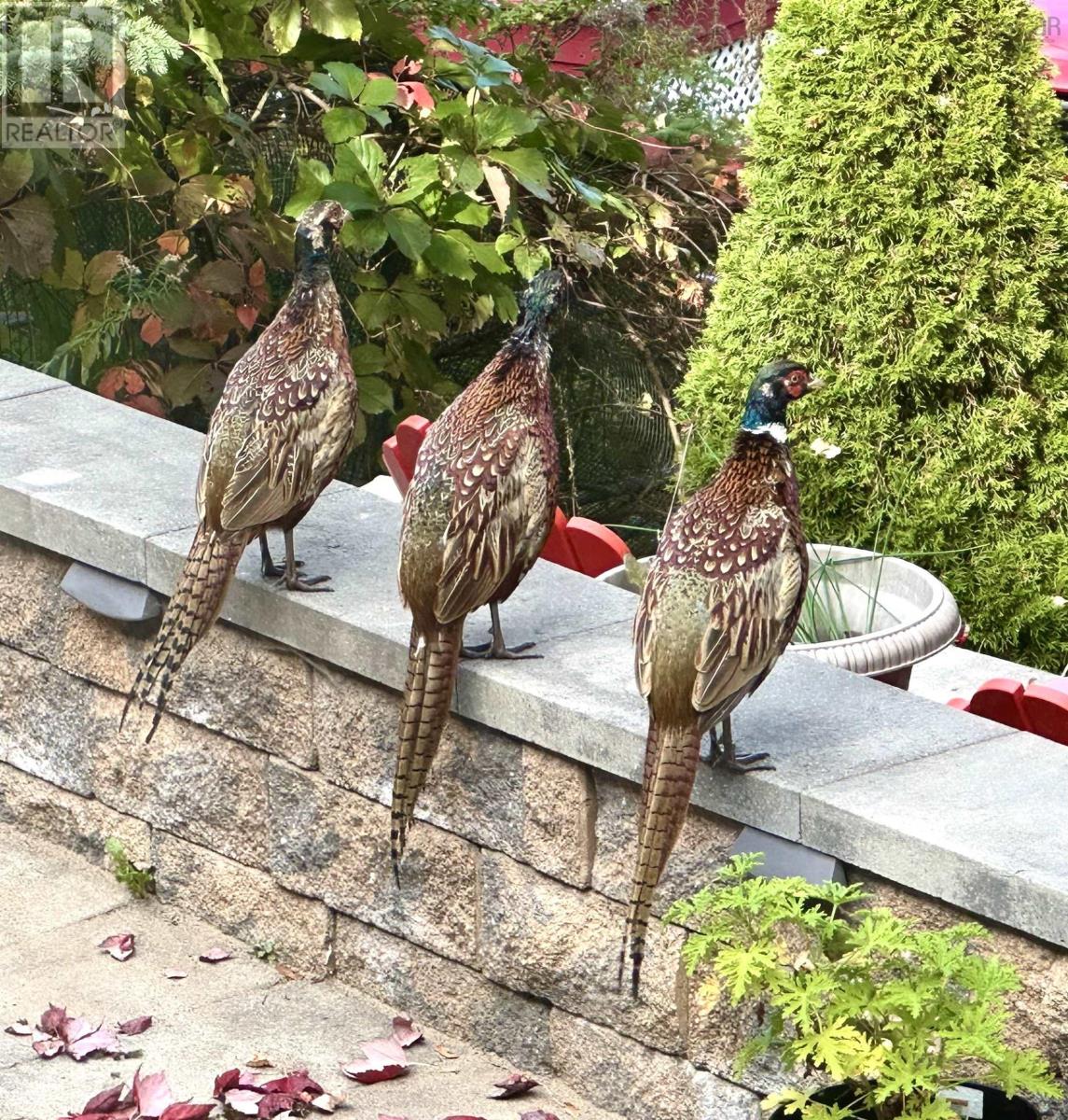 12 Canary Crescent, Halifax, Nova Scotia  B3M 1R1 - Photo 36 - 202601186