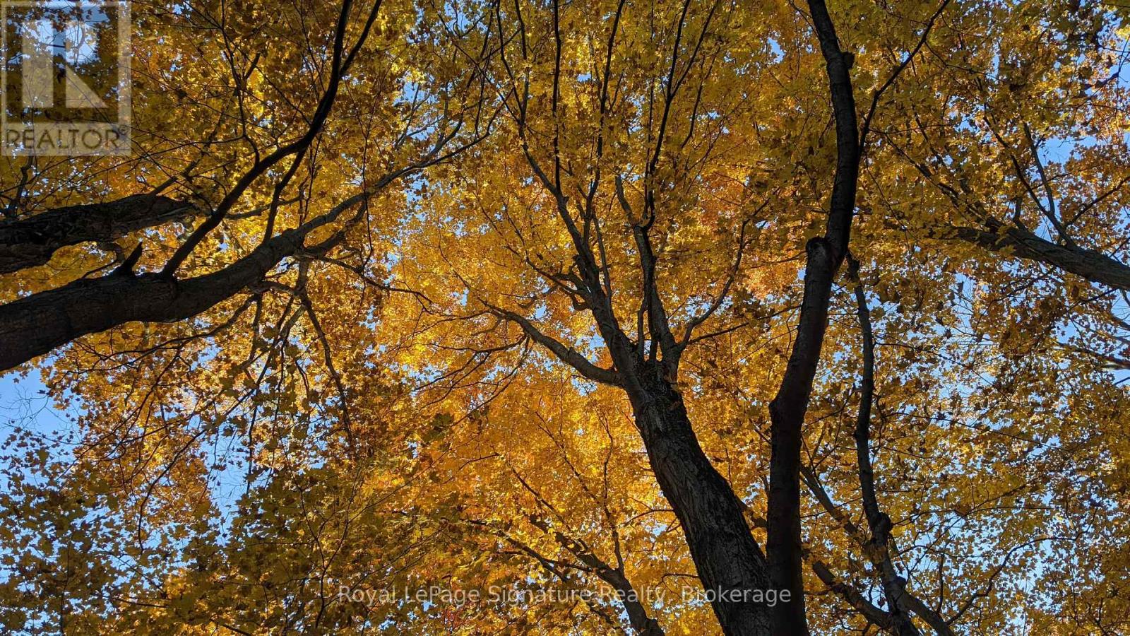 807035 25th Side Road, Grey Highlands, Ontario  N0C 1G0 - Photo 34 - X12854176