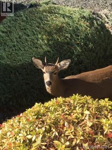 3385 Edgewood Dr, Nanaimo, British Columbia  V9T 5V2 - Photo 44 - 1014801