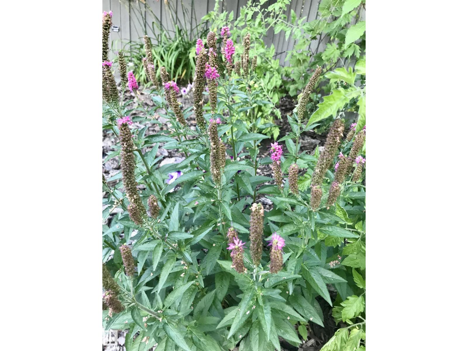 10 Oakridge Dr S, St. Albert, Alberta  T8N 6E4 - Photo 61 - E4476262