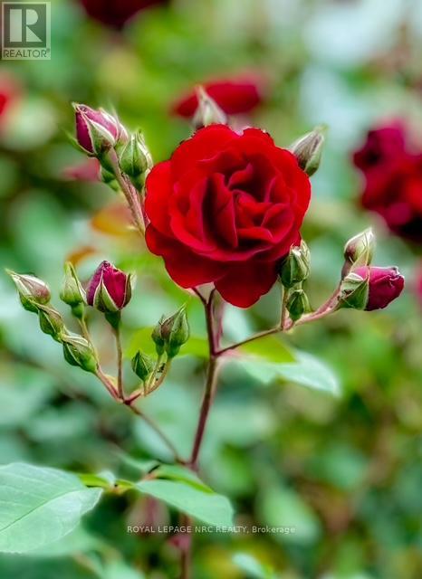 4542 Nancy Drive, Niagara Falls, Ontario  L2E 5L3 - Photo 38 - X12860638