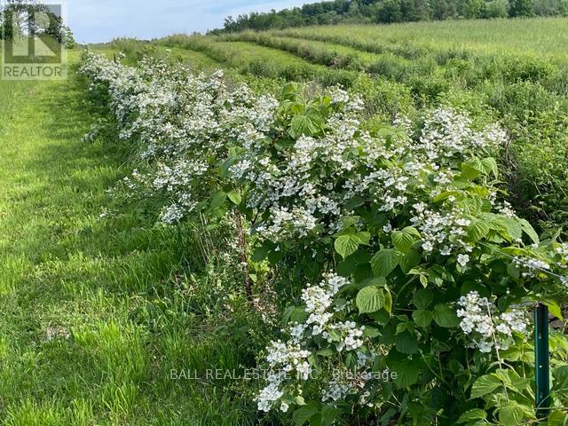 239 Concession 11w, Trent Hills, Ontario  K0L 1Y0 - Photo 26 - X12861196