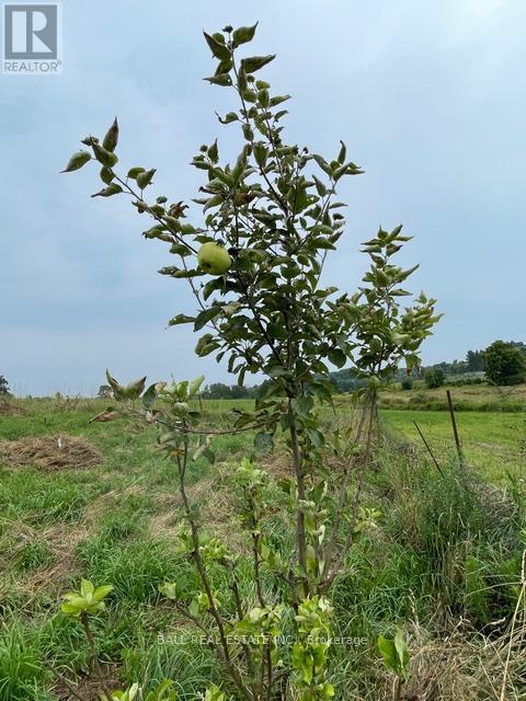 239 Concession 11w, Trent Hills, Ontario  K0L 1Y0 - Photo 28 - X12861196