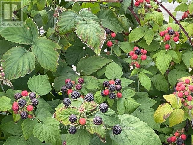 239 Concession 11w, Trent Hills, Ontario  K0L 1Y0 - Photo 19 - X12861196