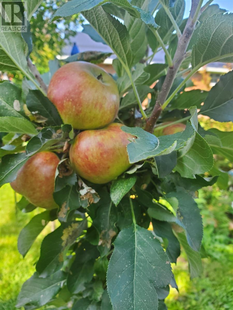 154 Brien Ave, Sault Ste. Marie, Ontario  P6B 2Y8 - Photo 41 - SM260391