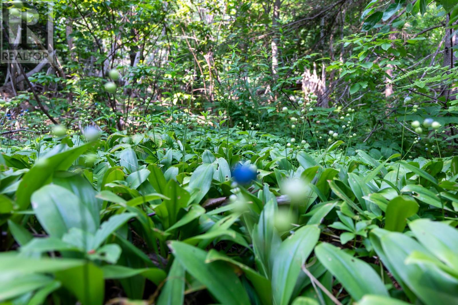 Lot Souris Line Road, Souris, Prince Edward Island  C0A 2B0 - Photo 4 - 202518261