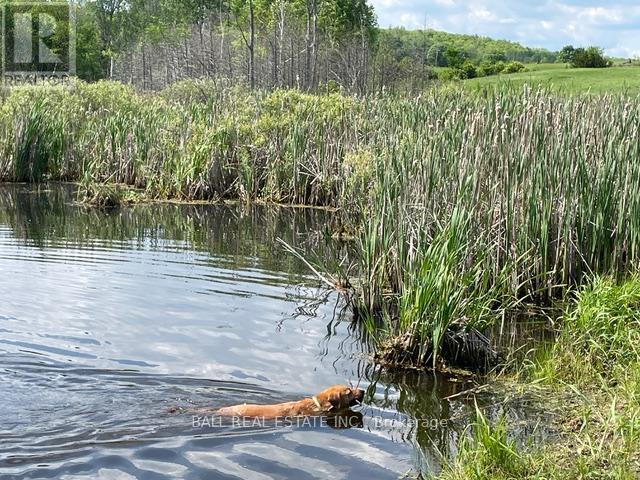 239 Concession 11w, Trent Hills, Ontario  K0L 1Y0 - Photo 14 - X12861196