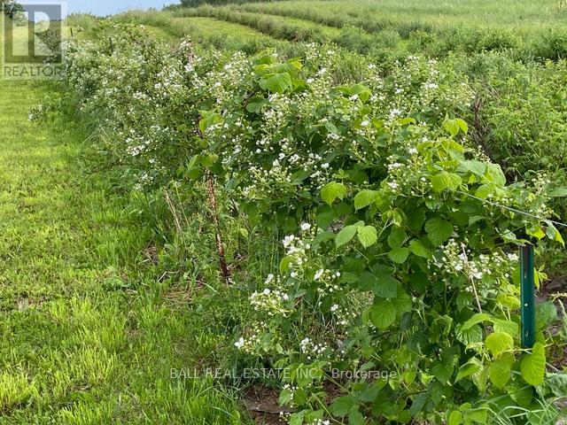 239 Concession 11w, Trent Hills, Ontario  K0L 1Y0 - Photo 22 - X12861196