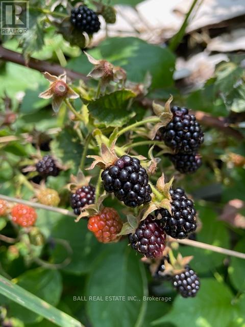 239 Concession 11w, Trent Hills, Ontario  K0L 1Y0 - Photo 19 - X12861196