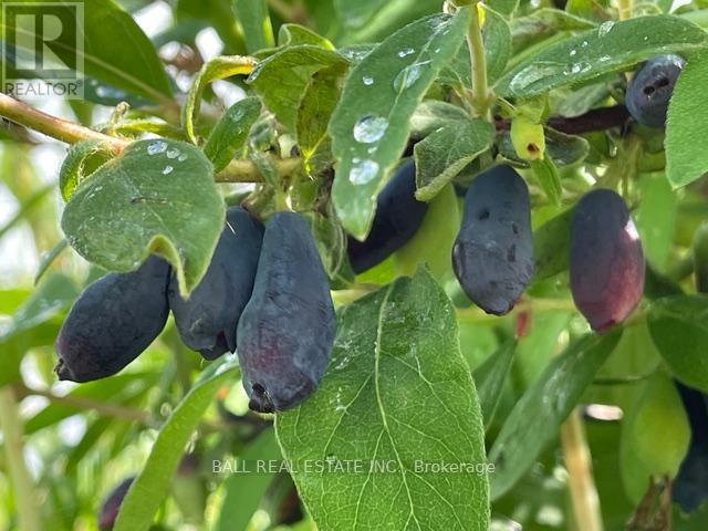 239 Concession 11w, Trent Hills, Ontario  K0L 1Y0 - Photo 23 - X12861196