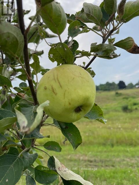 239 Concession 11w, Trent Hills, Ontario  K0L 1Y0 - Photo 24 - X12861196