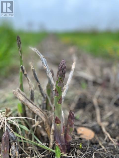 239 Concession 11w, Trent Hills, Ontario  K0L 1Y0 - Photo 26 - X12861196