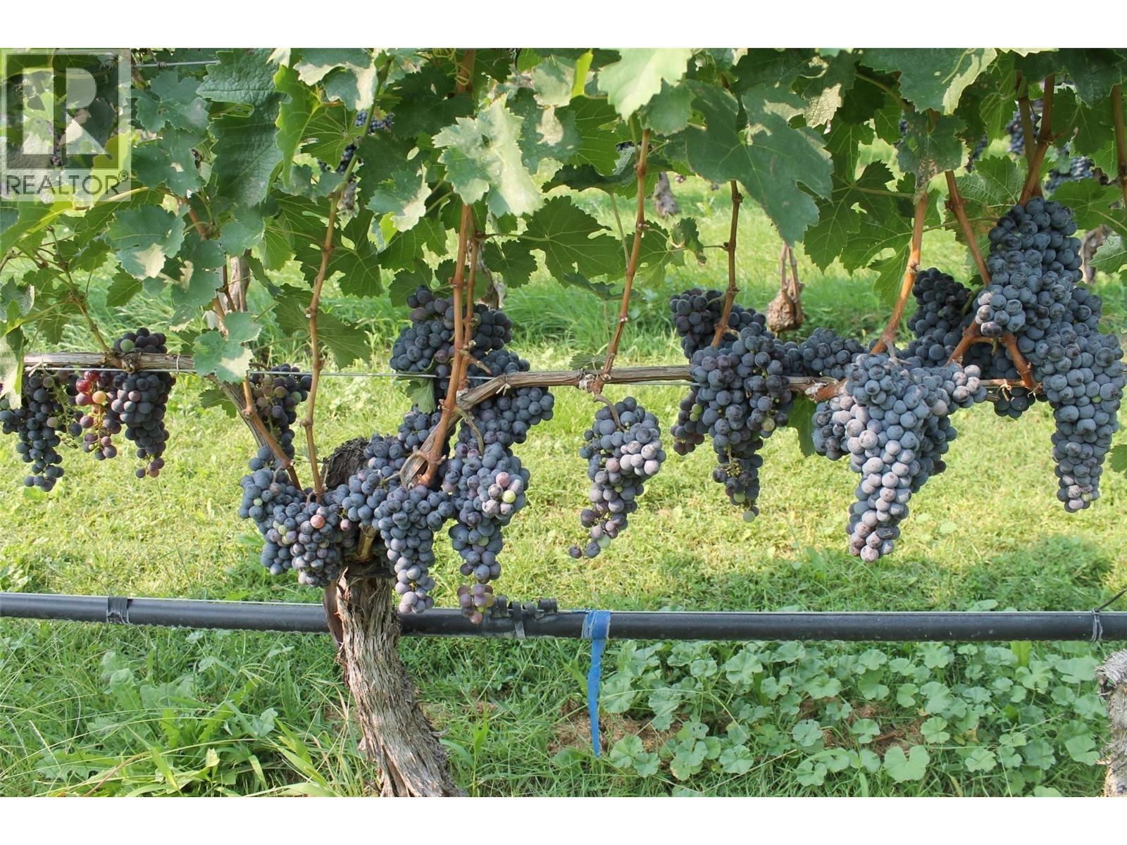 7361 Tucelnuit Drive, Oliver, British Columbia  V0H 1T2 - Photo 48 - 10378657