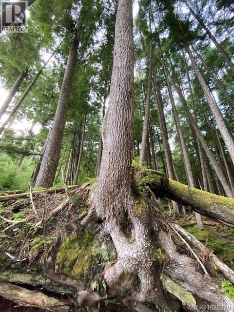 1 1st St, Sointula, British Columbia  V0N 3E0 - Photo 11 - 1028270