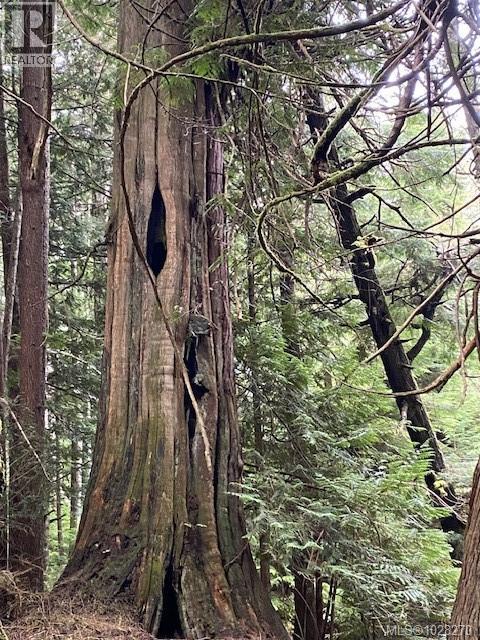 1 1st St, Sointula, British Columbia  V0N 3E0 - Photo 6 - 1028270