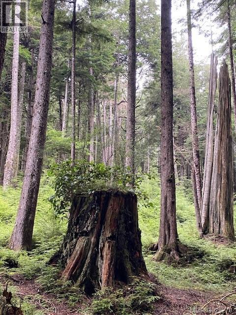 1 1st St, Sointula, British Columbia  V0N 3E0 - Photo 8 - 1028270