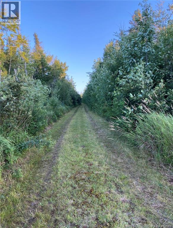 8.18 Acres Point Aux Carr Road, Napan, New Brunswick  E1N 6B5 - Photo 5 - NB134711