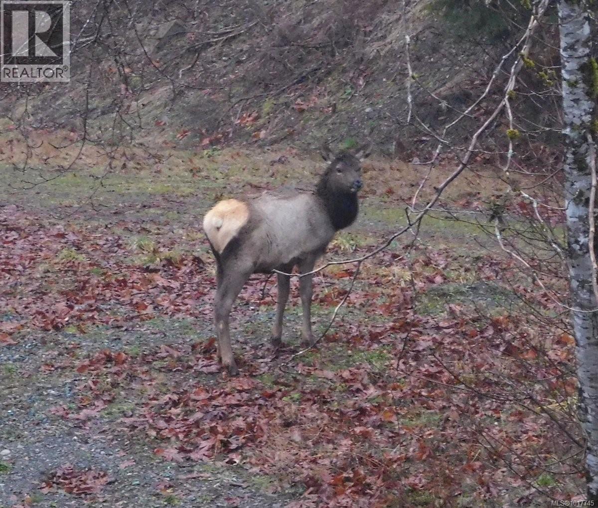 Lorem Ipsum Dolor S, Duncan, British Columbia  V9L  - Photo 46 - DEMO29450139