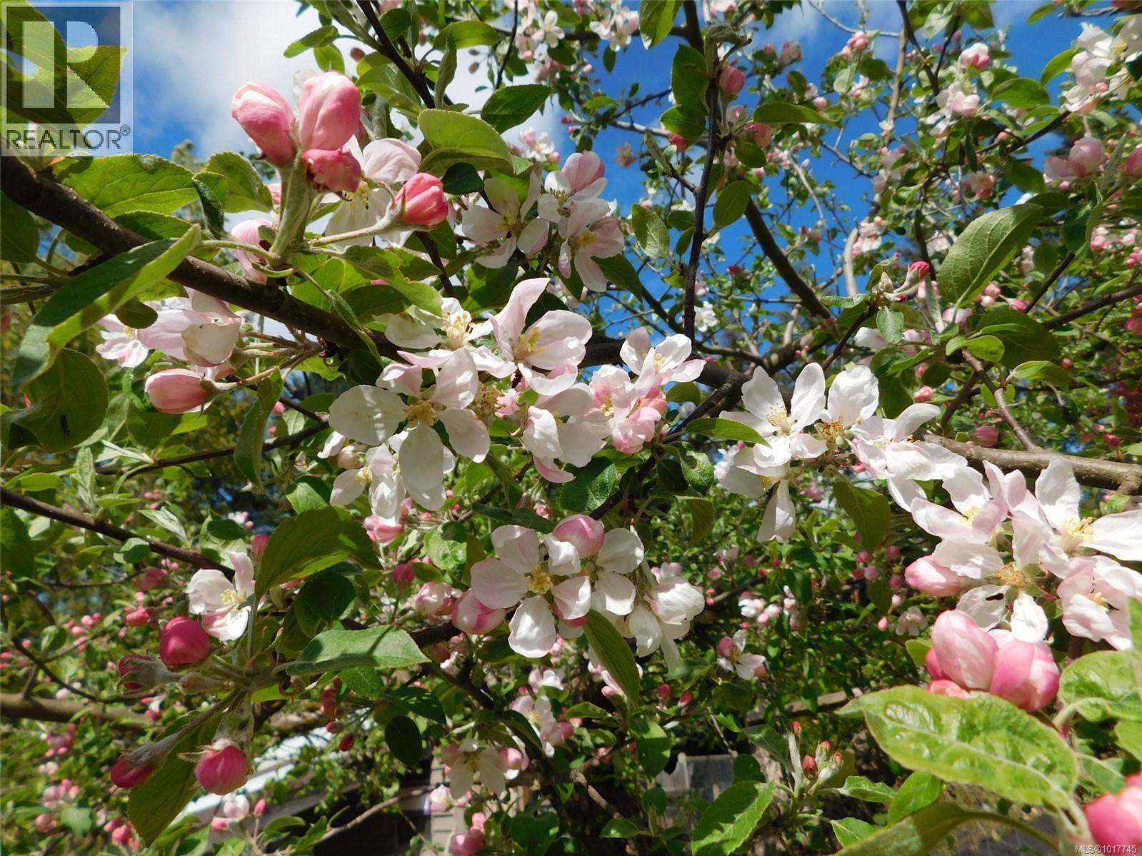 Lorem Ipsum Dolor S, Duncan, British Columbia  V9L  - Photo 39 - DEMO29450139