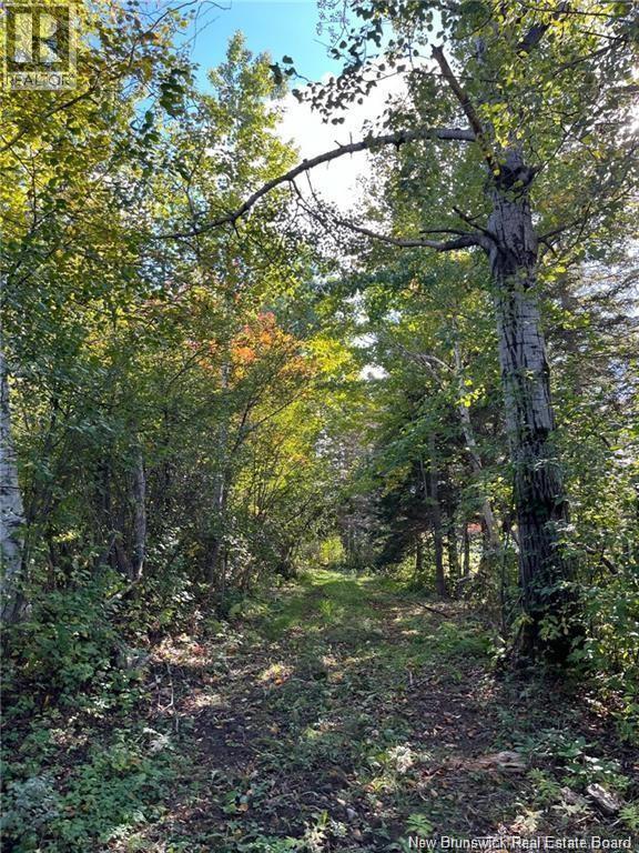 5.6 Acres Rte 420, South Esk, New Brunswick  E1V 4M2 - Photo 15 - NB134801