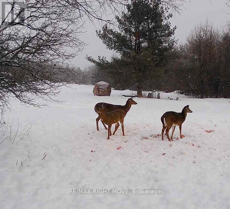 2085 Monck Road, Ramara, Ontario  L3V 0P6 - Photo 9 - S12867364
