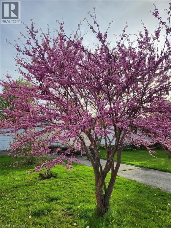 50 Jane Street, Hagersville, Ontario  N0A 1H0 - Photo 48 - 40810818